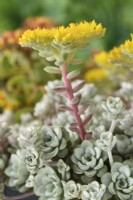 Sedum spathulifolium  'Cape Blanco'  Spoon-leaved stonecrop  June