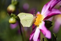 Brimstone butterfly on Dahlia Honka Pink in August