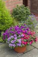 Petunia 'Sugar Plum', 'Sugar Bonbon' and 'Sugar Candy' flowering together in a container on a patio. June