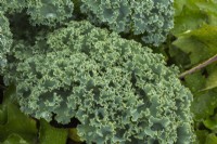 Brassica oleracea - Curly Kale in summer.