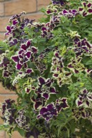 Petunia 'Tumbelina Superstar'. Closeup of double petunia growing in a hanging basket. June.