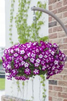 Petunia 'Designer Illusion Orchid'. Hanging basket. May