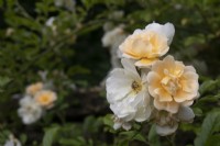 Rosa 'Goldfinch' - June