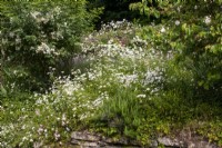 Ox-eye daisies and rosemary in border with Cotswold stone retaining wall at Moor Wood, Gloucestershire.