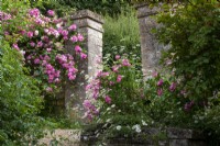 Rosa 'Mrs FW Flight' and ox-eye daisies with stone pillars at Moor Wood, Gloucestershire.