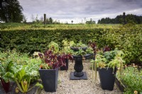 Strawberries grown in a tiered urn framed by containers of amaranthus and tomatoes in September