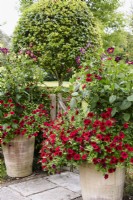 Gate framed by pots of Petunia 'Tidal Wave Red Velour' and Dahlia Eefje in September