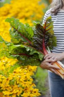 Woman holding bunch of freshly harvested Swiss Chard in a variety of colours. Border of Rudbeckia hirta 'Prairie Sun'