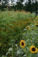A row of sunflowers with Tithonia rotundifolia and marigolds to the left.