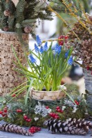 Muscari in a pot in the middle of the wreath of pine twigs, guelder rose berries, lichens and cones.