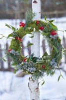 Wreath with Christmas roses, guelder rose berries, moss, lichens, pinus branches and mistletoe hanging from birch tree.