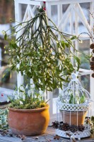 Snowdrops displayed in terracotta pots and bunch of hanging mistletoe.