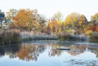 Reflections in a natural swimming pool surrounded by autumnal coloured trees and frost covered ornamental grasses such at Molinia arundinacea 'Karl Foerster'.