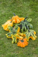 Gourd 'Gizmo'. Mixed multi-coloured winged gourds in a group. September.