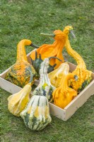 Gourd 'Autumn Wings'. Mixed multi-coloured gourds in a group. September.