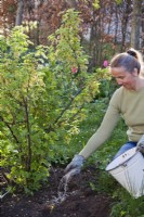 Woman adding fertiliser to red currant in spring.