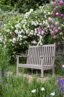Painted wooden bench in front of rambling roses at Moor Wood, Gloucestershire