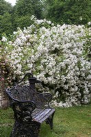 Metal and wood seat in front of Rosa 'Rambling Rector' at Moor Wood, Gloucestershire.