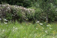 The wild flower meadow at Moor Wood, Gloucestershire, with rambler roses behind.