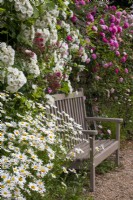 Painted wooden bench in front of rambling roses with ox-eye daisies and gravel path at Moor Wood, Gloucestershire.