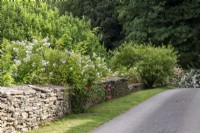Cotswold stone wall and rambling roses at Moor Wood, Gloucestershire