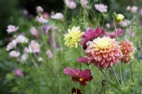 Dahlia 'Kogane Fubuki'