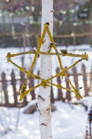 Star made of twigs covered with lichens attached to young birch tree.
