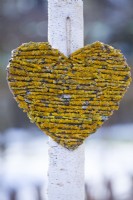 Heart shaped decoration made of twigs covered with lichens attached to young birch tree.
