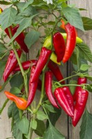 Pepper 'Sritanus F1'. Sweet peppers ripening on plant. September.