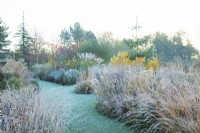 Frost covered perennial grasses either side of a lawned path at Ellicar Gardens, Nottinghamshire