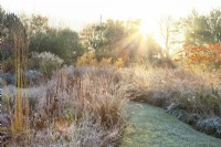 Ornamental grasses and perennials covered in frost at sunrise.