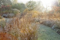 Sunlight on frosted ornamental grasses and perennial seed heads at Ellicar Gardens in winter.