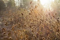 Backlit Dipsacus fullonum - teasels at Ellicar Gardens on a frosty
winter morning