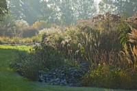 Backlit perennial flower border in November at Ellicar gardens. 