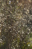 Backlit water droplets on ornamental grasses in winter.