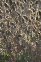 Backlit grasses and Dipsacus fullonum - teasels, in winter