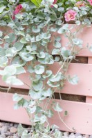 Dichondra 'Silver Falls' trailing over the edge of a planted up wooden crate