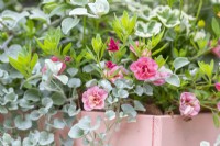 Calibrachoa 'Can Can Double Apricot' and Dichondra 'Silver Falls' in wooden crate
