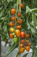 Tomato 'Red Torch F1'. Trusses of ripe oblong-shaped striped fruits. August.