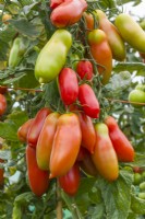 Tomato 'Seviocard F1'. Ripening large plum-type fruits growing on plant. August