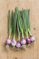 Onion 'Ruby Red' harvested at an early stage as a salad onion. August.
