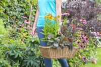 Woman carrying wicker basket with Helenium, Heuchera and Euphorbia