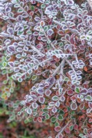 Cotoneaster horizontalis with frost in early winter with coloured autumn leaves still on the branches. December.