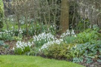 Part of collection of named snowdrops in separate clumps in a woodland border in winter. Galanthus 'Anglesey Abbey', 'Nothing Special', 'Wendy's Gold', 'Ketton' and 'Limetree'. Also, Helleborus viridis, Adiantum venustum and Cyclamen hederifolium. February.