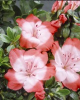 Rhododendron Fascination, summer June