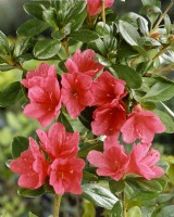 Rhododendron Nuccio's Bit O'Sunshine, spring May