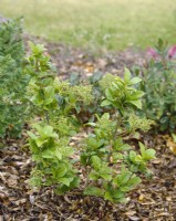 Viburnum odoratissimum, spring May