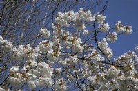 Prunus 'Tai-haku' at Birmingham Botanical Gardens, April