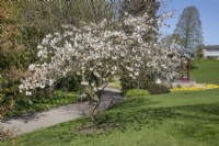 Prunus 'Tai-haku' at Birmingham Botanical Gardens, April