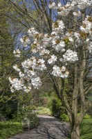 Prunus 'Tai-haku' at Birmingham Botanical Gardens, April